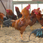 川俣シャモ通販｜ヤフー、楽天、お取り寄せどこが一番お得？川俣シャモ鍋はどう？