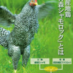 青森シャモロック通販｜価格比較でおすすめは、どこ？鍋がお得？