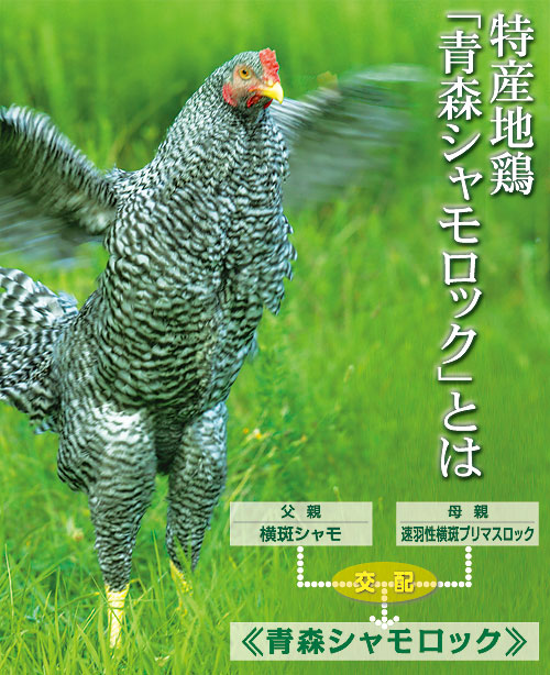 青森シャモロック通販｜価格比較でおすすめは、どこ？鍋がお得？