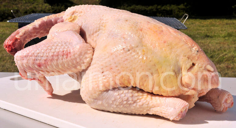 青森シャモロック通販