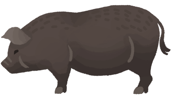 アグー豚｜通販ギフト｜しゃぶしゃぶ、ハンバーグ、ハムなど価格比較おすすめは？